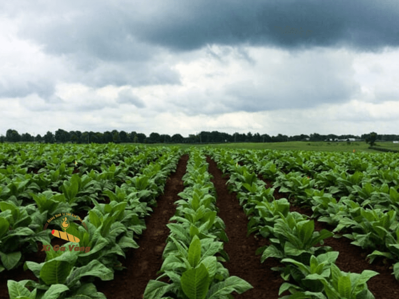 Cánh đồng xì gà tại Cuba